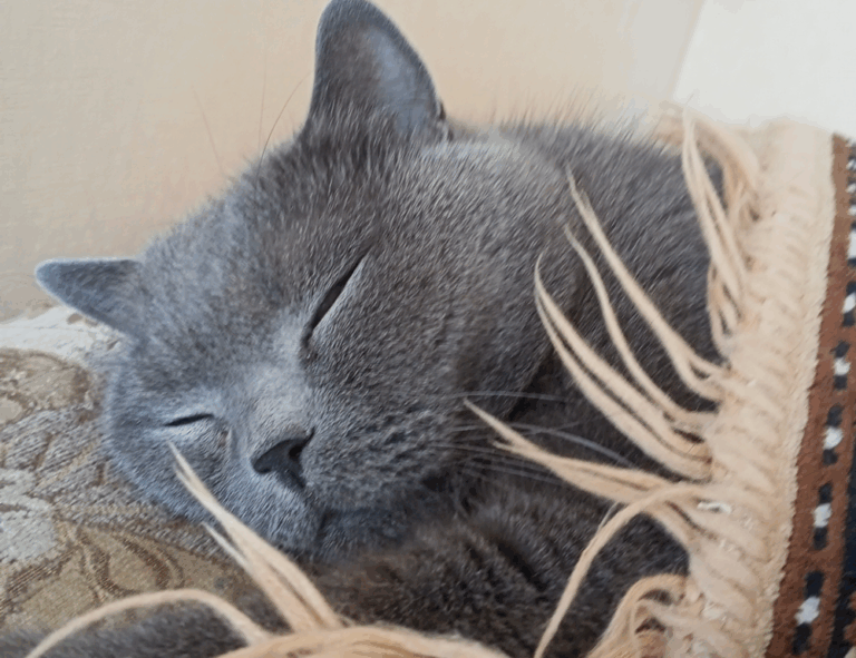 benefits of immorpos35.3 software