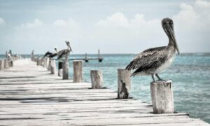 cilxarhu677 moisturizer