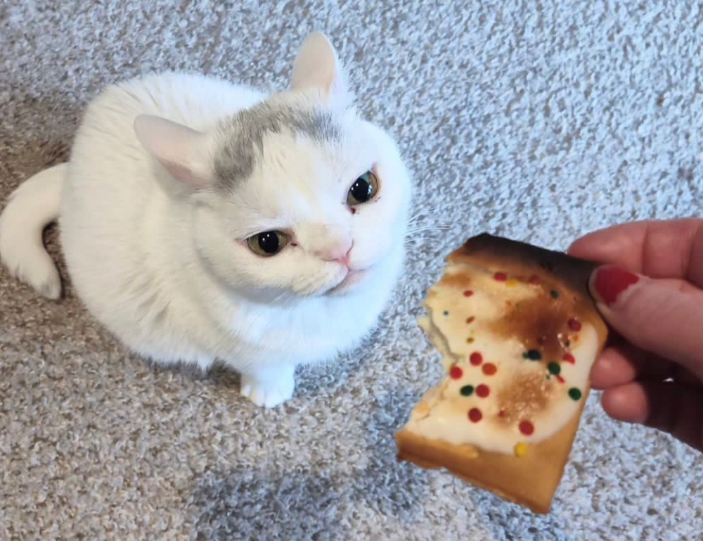 is 2579xao6 easy to learn