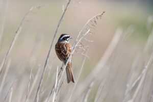 new software oxzep7 python