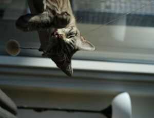 ontpinvest investing ideas from ontpress