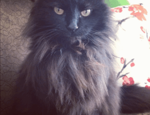 sofware doxfore5 dying