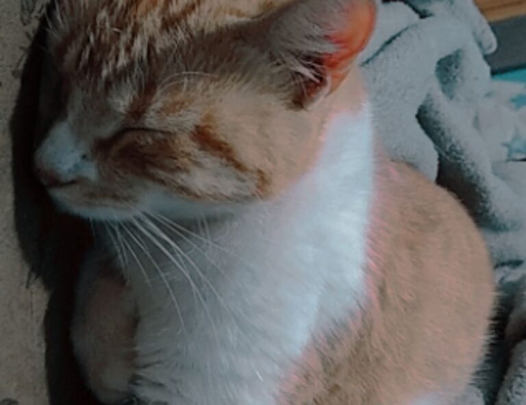 what investment can i do with $1000 ontpinvest