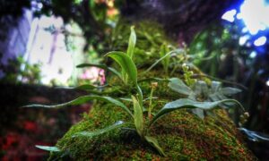 capital management aggr8budgeting