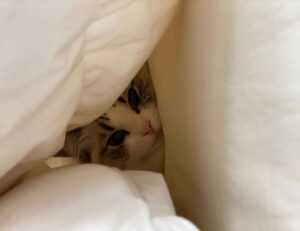 capital management tips aggr8budgeting