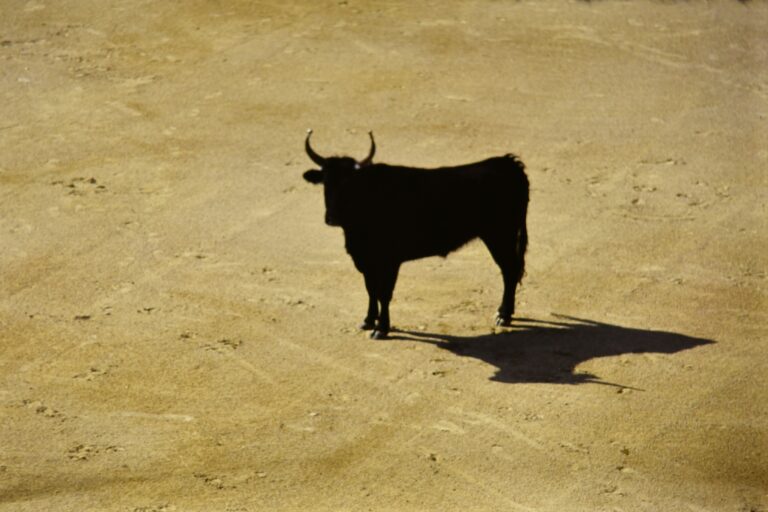 bull market forecast