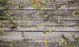 money tips dismoneyfied