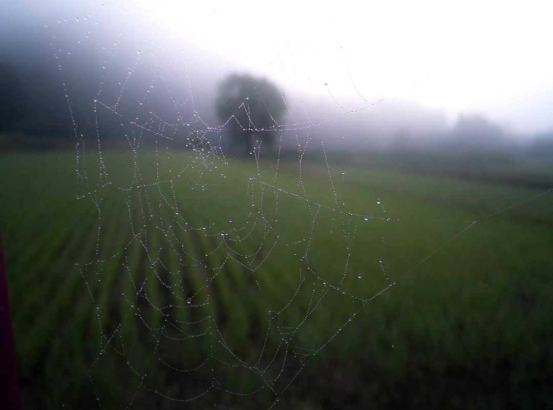 Anatomy of a Trend: How Twitter Users Reacted