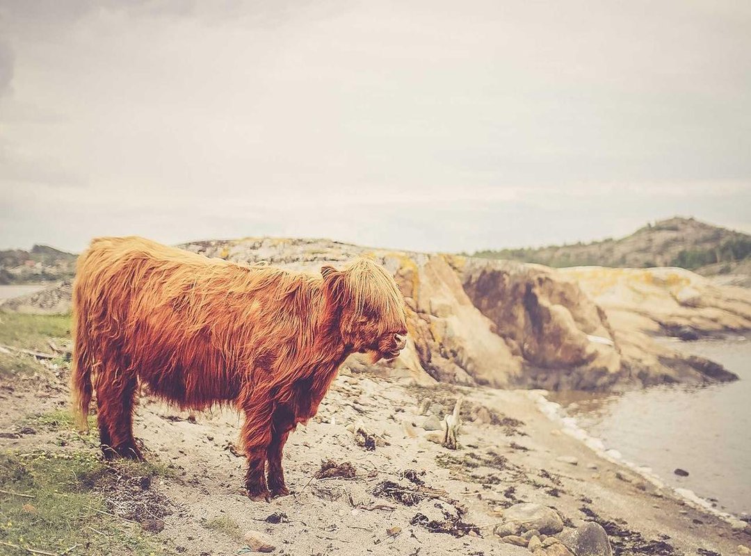 Comparisons: Popular Lock Screen Wallpaper Apps and Websites